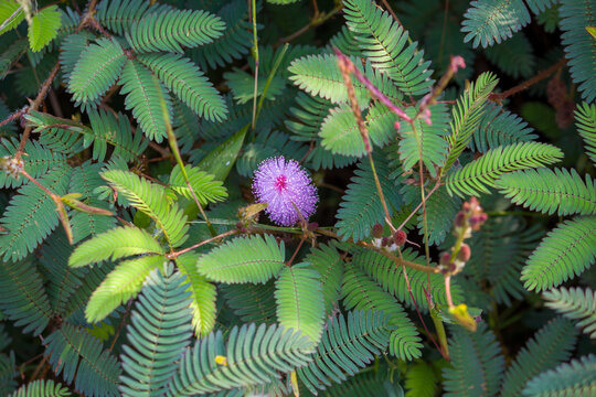 Sensitive Plant Flower Close Up with Pink Mimosa Pudica Bloom in Nature, Shameplant flower.