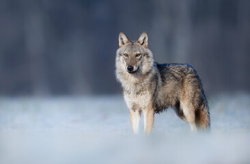 Obraz premium Grey wolf ( Canis lupus ) close up