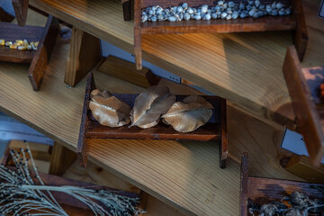 Various seeds and dried botanical specimens are displayed in small wooden trays placed on shelves. The seeds are different shapes and sizes.