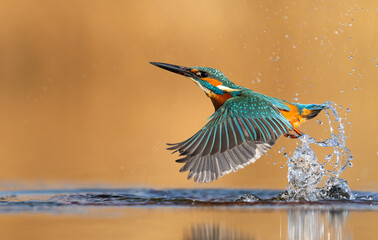 European Kingfisher ( Alcedo atthis ) close up