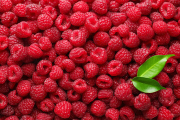 Fresh ripe raspberries and leaves as background, top view