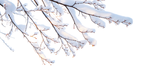 Snow covered tree branches with ice crystals on white background isolated on a transparent background