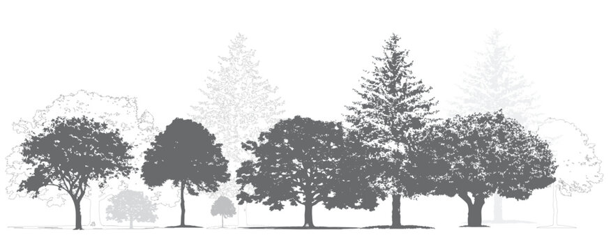 Architectural CAD Tree Elevation Vectors &ndash; Black and White Side View Line Art Bundle