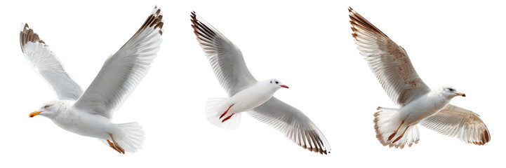 Fototapeta premium Three white seagulls with brown wing tips in flight against isolated on a transparent background