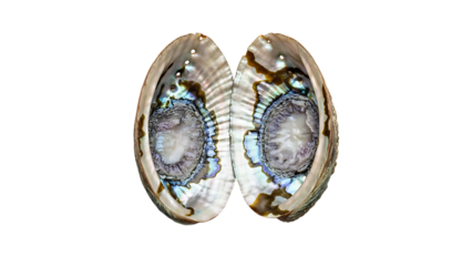 Open abalone shell with iridescent interior isolated on transparent background