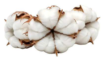 Freshly harvested cotton bolls isolated on transparent background