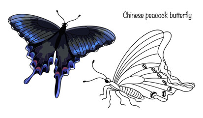 Chinese peacock butterfly