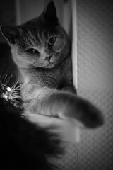 A charming black and white portrait of a domestic cat reaching out with its paw, captured in a soft and moody indoor setting.