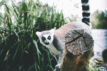 Ring tailed lemur © Khalil Abu Hammad