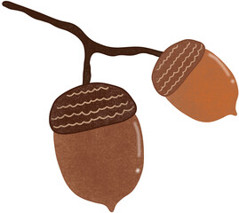  oak acorn