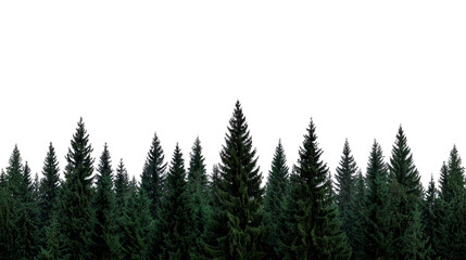 Pine tree silhouette dark forest background evergreen woodland tranquil night scene nature landscape peaceful mood outdoor wilderness scenic view mysterious calm © Prichachai