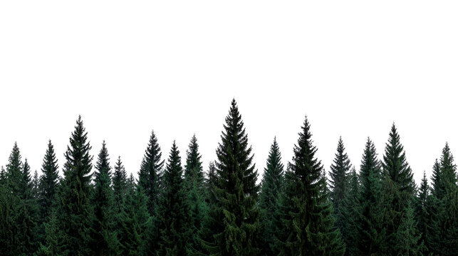 Pine tree silhouette dark forest background evergreen woodland tranquil night scene nature landscape peaceful mood outdoor wilderness scenic view mysterious calm