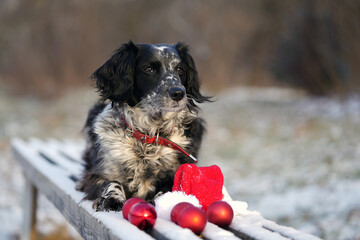 Black and white dog sitting on a wooden bench covered in snow, surrounded by red ornaments and a festive hat, capturing a joyful winter holiday atmosphere