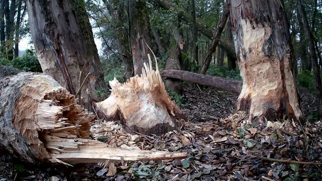Wildes Eichh&ouml;rnchen, Sciurus, im Biberrevier unterwegs