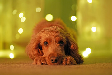 Adorable brown dog with curly fur lying on a soft surface, surrounded by glowing lights, creating a warm and inviting atmosphere for pet lovers and animal enthusiasts