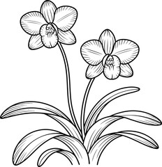 Detailed black and white outline drawing of an orchid flower plant for coloring page or illustration