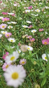 Erigeron annuus Eastern Daisy Fleabane Blooming, Wildflower Close-Up