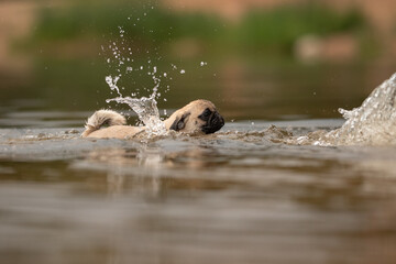A small pug puppy swims and splashes in a river. Water droplets fly around the dog as it moves through the water on a bright day near green plants
