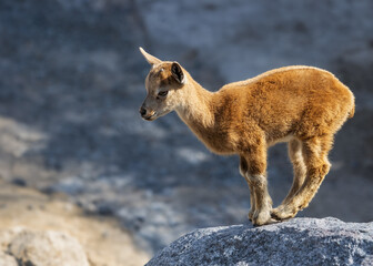 Young markhor on a rock