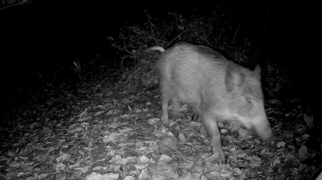 Rotte Wildschweine, Sus scrofa, rennen nachts durch den Wald, Nachtaufnahme