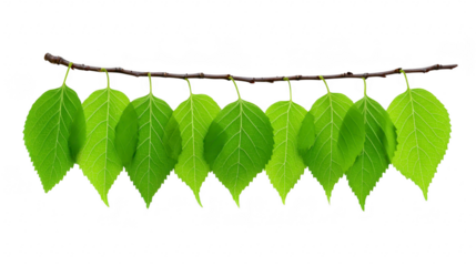 Green leaf branch fresh foliage natural pattern isolated on transparency background vibrant spring leaves botanical design eco friendly nature concept calm and peaceful