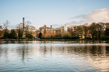 Naklejka premium Newcastle upon Tyne UK: 17th Nov 2025: Autumn in Leazes Park in Newcastle city near the lake. Ducks swim in the water while buildings stand tall in the background under a clear sky in the afternoon