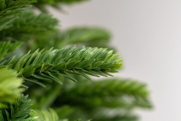 Macro spruce needles on soft green bokeh with copy space, ideal for editable winter nature backgrounds, eco branding, and customizable layouts.