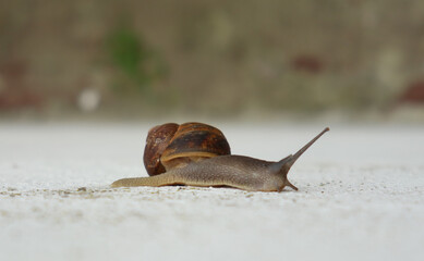 Close up of a Snail isolated in white background