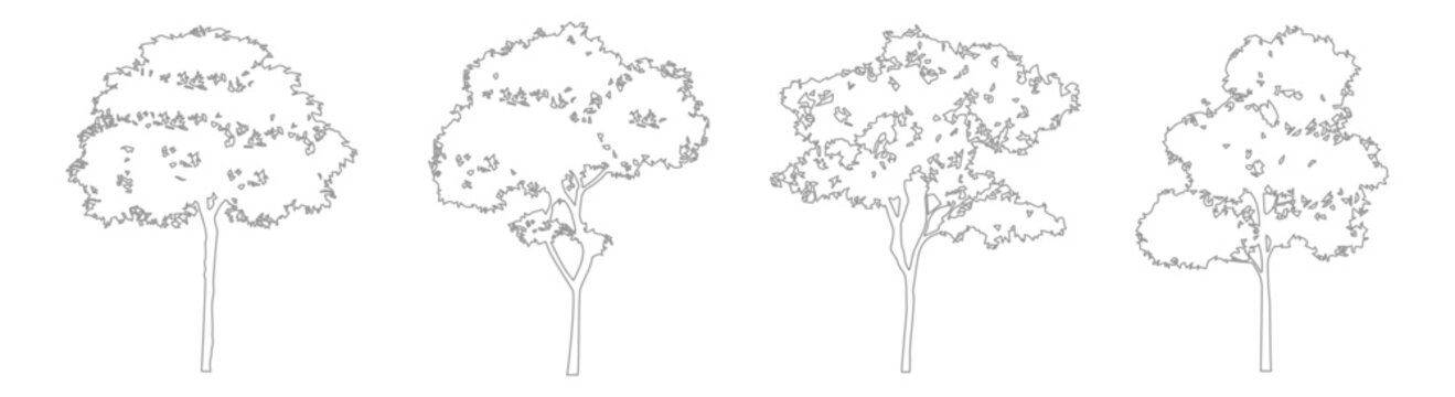 CAD Tree Elevation Drawings in Minimal Line Style for Architecture and Landscape Use