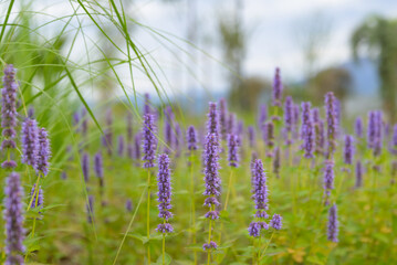 Obraz premium Beautiful purple wildflowers blooming in a natural meadow, creating a soft and peaceful floral scene in natural light.