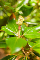 Close-up of a fallen magnolia flower on the ground, showing delicate petals, texture, and natural details. Ideal for botanical, nature, or floral themes.