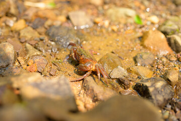 Freshwater crab Potamon ibericum living in its natural environment near water, surrounded by stones and vegetation.