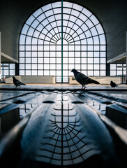 silhouette of a pigeon in front of a large window