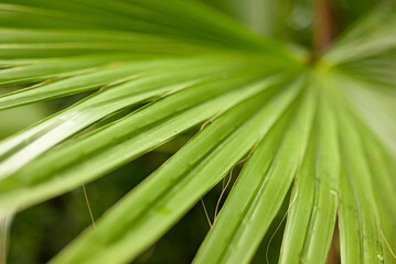 Fototapeta premium Close-up of long green leaves, highlighting their texture, veins, and natural patterns. Perfect for nature backgrounds and botanical details.
