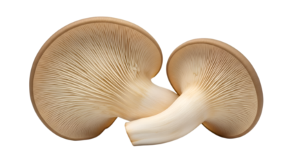 Two Oyster Mushrooms with Visible Gills on Black Background