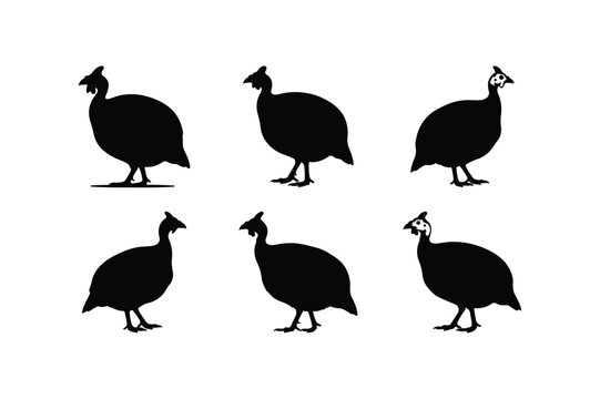 guinea fowl bird silhouette vector set