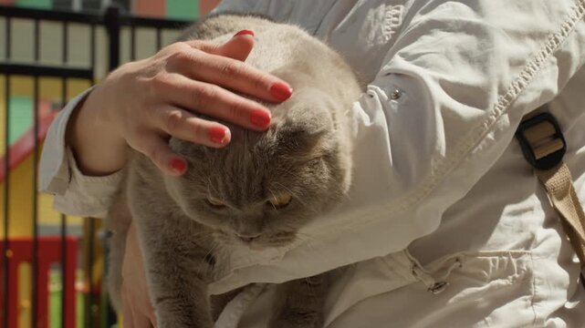 Cat Enjoys Playful Sunny Interaction, Playful Outdoor Scene Where Owner Peacefully Comforts Feline Friend, Sunny Park Environment As Owner Calmly Soothes And Interacts With Vocal And Alert Cat