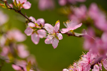 Prunus japonica var. nakaii flower with long pedicel blooming from leaf axils in pale pink tones