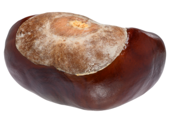 Horse chestnut with a smooth, shiny, brown surface. The fruit is isolated on a background.