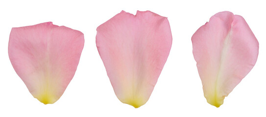 Pink rose petals on isolated background