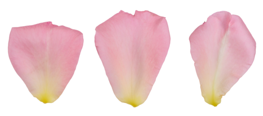 Pink rose petals on isolated background