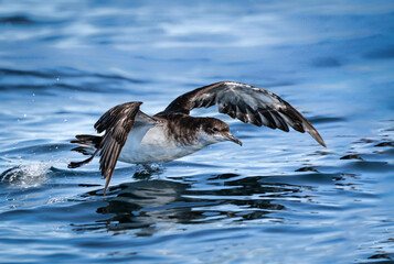 Pardela boreal ave despegando