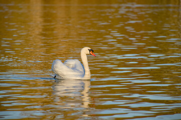 Fototapeta premium Mute swan swimming in warm sunlight