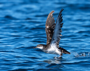 Pardela boreal ave despegando