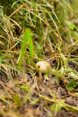 Obraz premium Close-up of a small mushroom growing on the forest floor, showing texture, color, and natural details. Ideal for nature, woodland, or botanical projects.