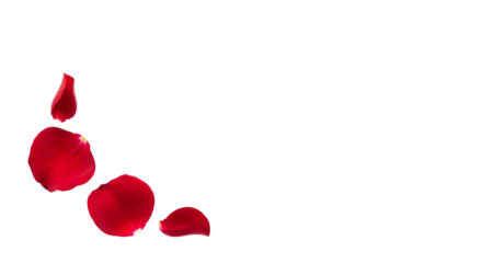 Vibrant red rose petals elegantly arranged on black background symbolizing love romance passion beauty celebration