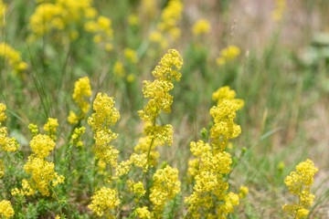 Obraz premium Ladys bedstraw (galium verum) flowers in bloom
