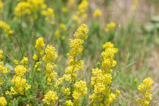 Ladys bedstraw (galium verum) flowers in bloom