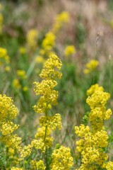 Ladys bedstraw (galium verum) flowers in bloom