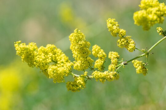 Ladys bedstraw (galium verum) flowers in bloom